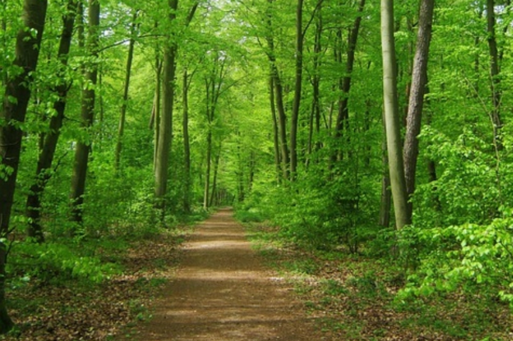 Mindfulness Wandeling in het Keukenhofbos