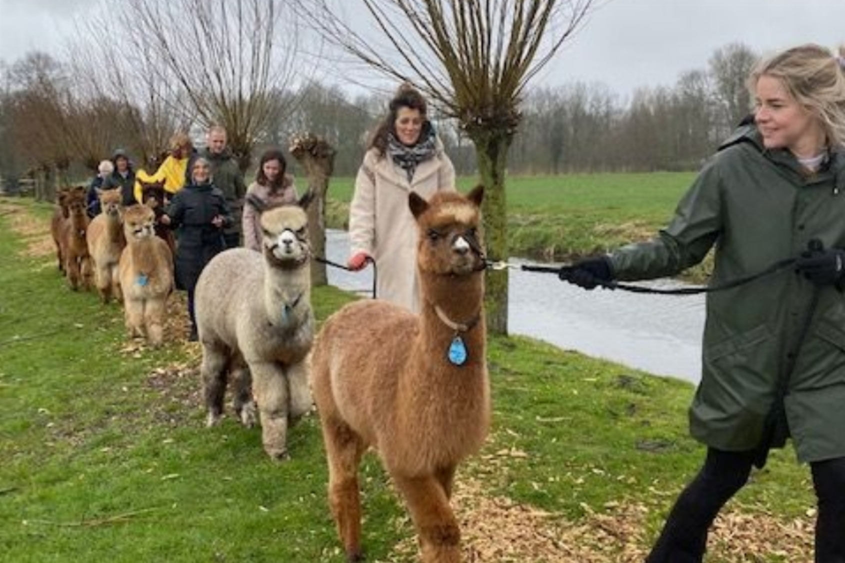 Magische Wandeling met Alpacas!